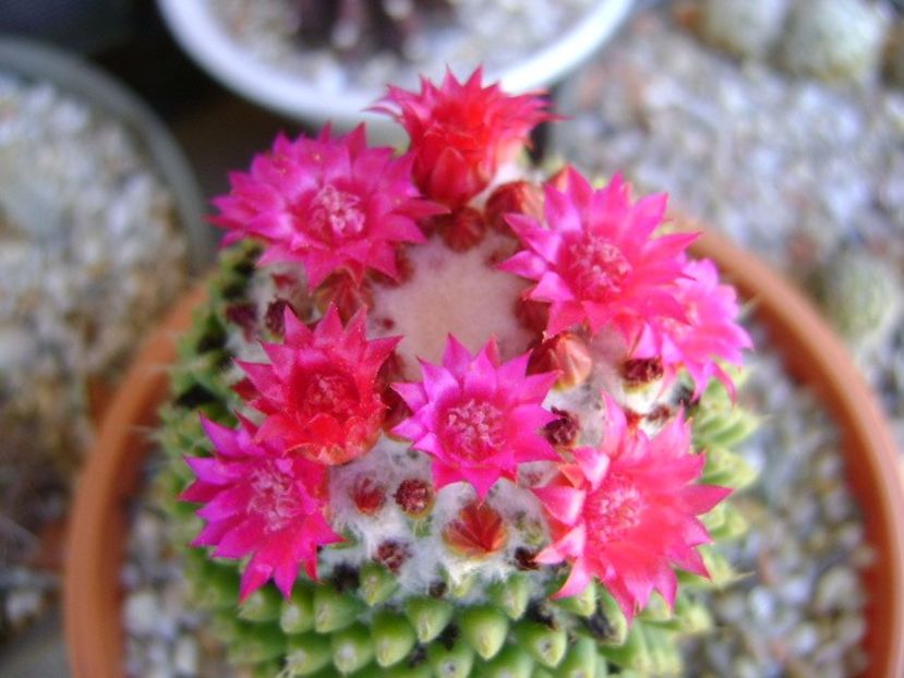 Mammillaria polythele cv. Stachellos - Cactusi 2018 bis bis