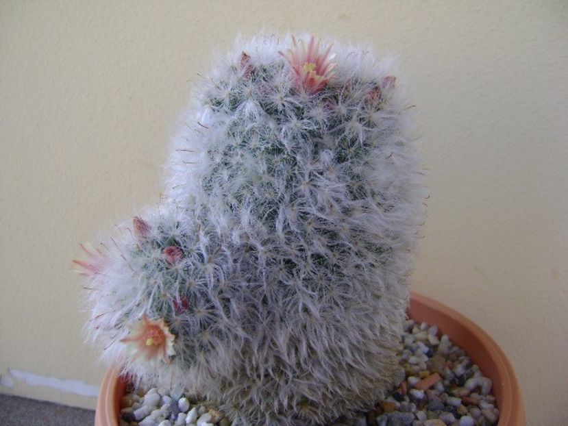 Mammillaria bocasana multilanata - Cactusi 2018 bis bis