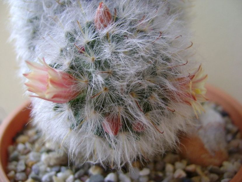 Mammillaria bocasana multilanata - Cactusi 2018 bis bis