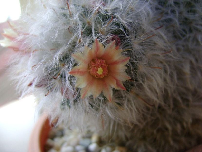 Mammillaria bocasana multilanata - Cactusi 2018 bis bis