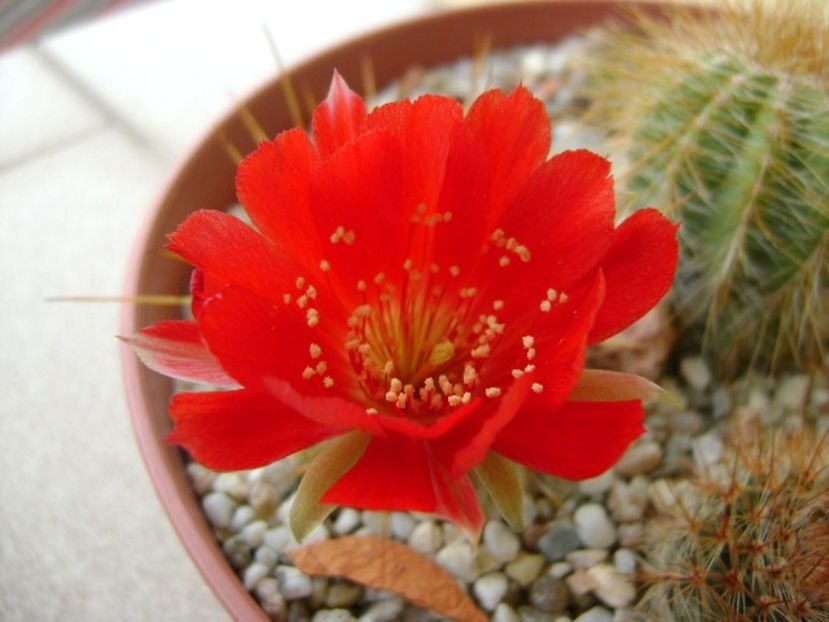 Lobivia tiegeliana (Echinopsis pentlandii) - Cactusi 2018 bis bis