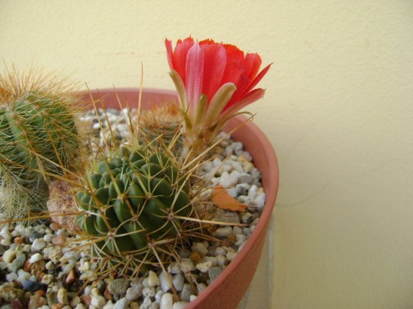 Lobivia tiegeliana (Echinopsis pentlandii) - Cactusi 2018 bis bis