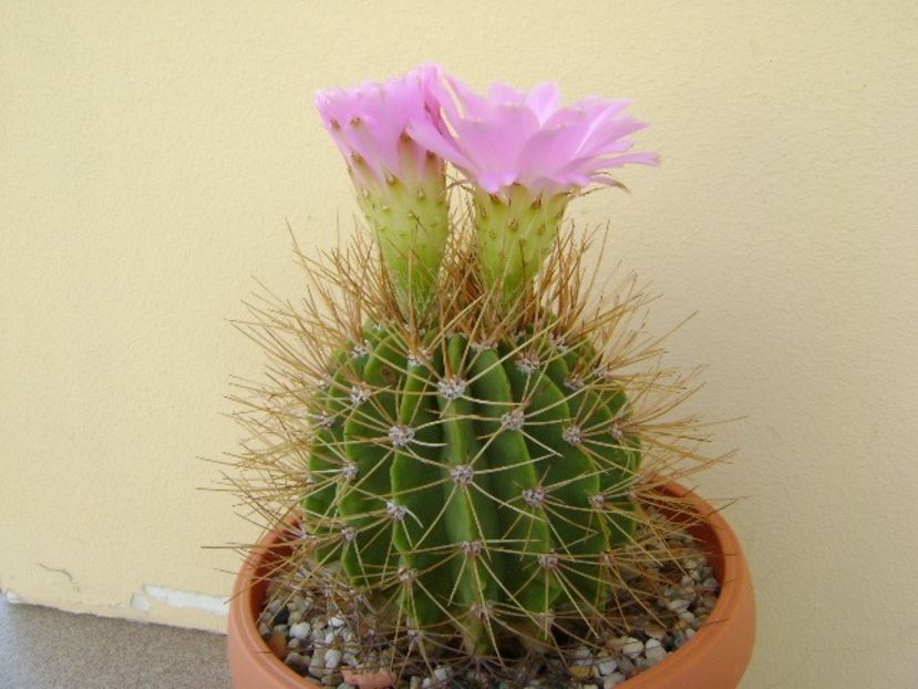 Acanthocalycium spiniflorum f. violaceum - Cactusi 2018 bis bis
