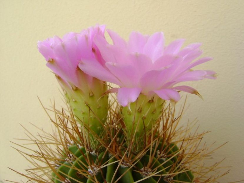 Acanthocalycium spiniflorum f. violaceum - Cactusi 2018 bis bis