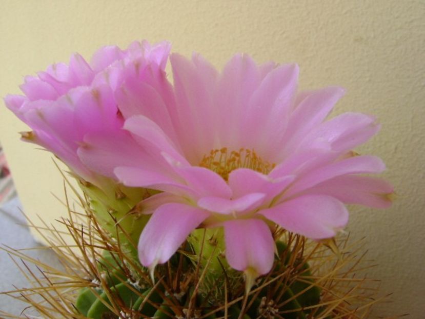 Acanthocalycium spiniflorum f. violaceum - Cactusi 2018 bis bis