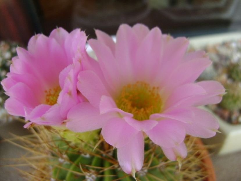 Acanthocalycium spiniflorum f. violaceum - Cactusi 2018 bis bis