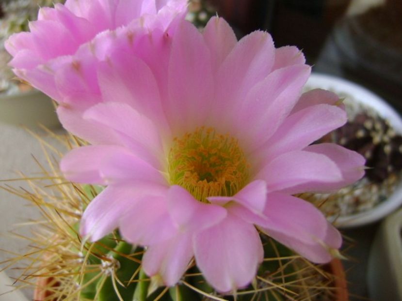 Acanthocalycium spiniflorum f. violaceum - Cactusi 2018 bis bis