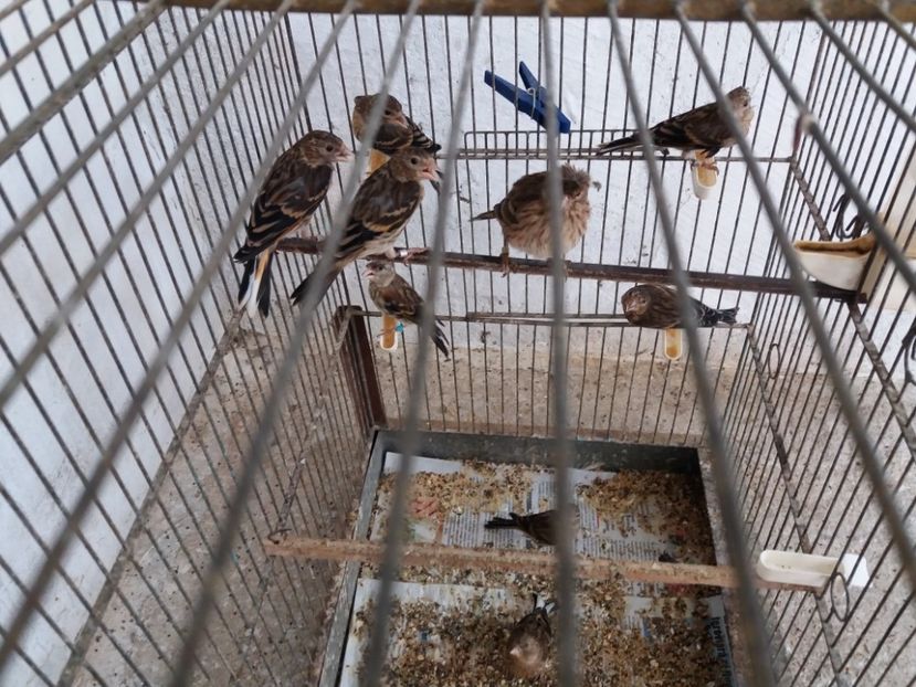  - pui hibrizi petrusi sticlete si canarusi 2018