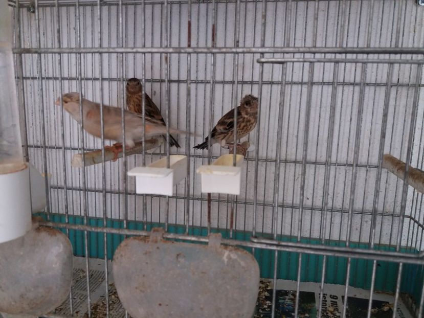  - pui hibrizi petrusi sticlete si canarusi 2018