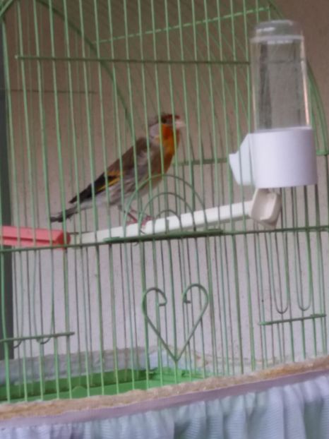  - bastard sticlete 2017