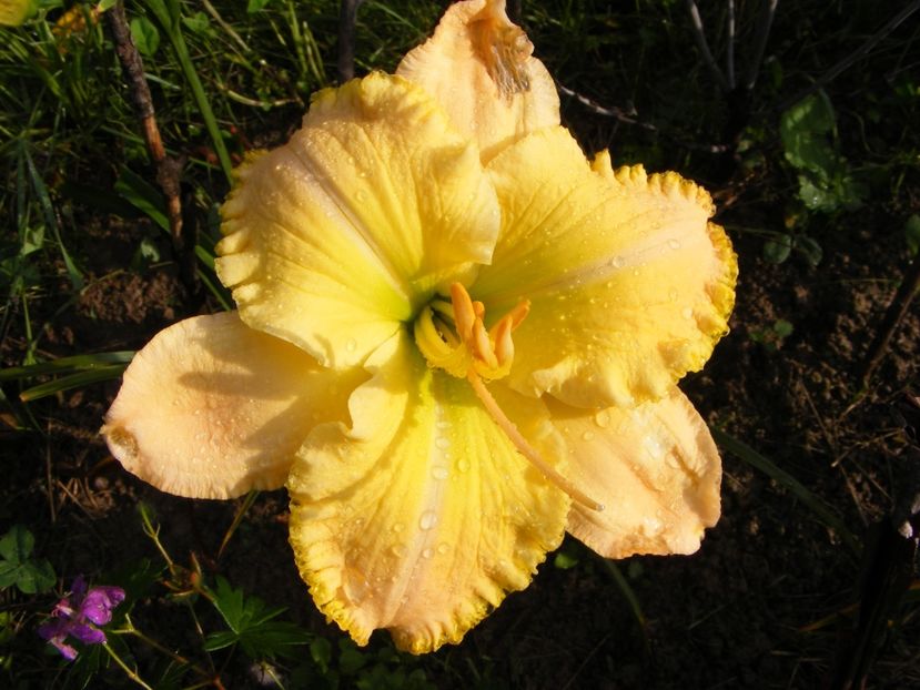 All the Magic - Hemerocallisi