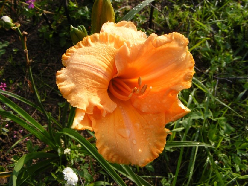 Tangerine Horses - Hemerocallisi