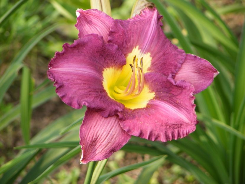 Silent Sentry - Hemerocallisi