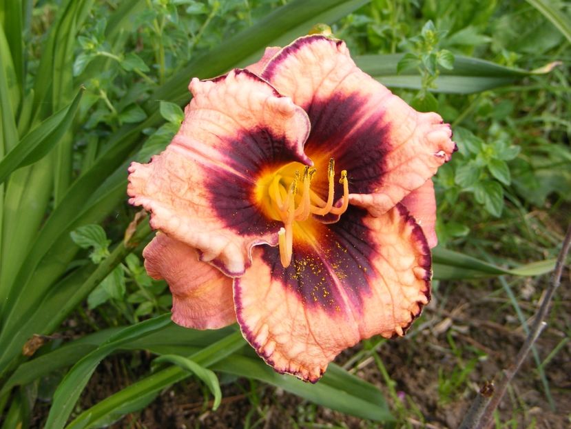 Adamas - Hemerocallisi