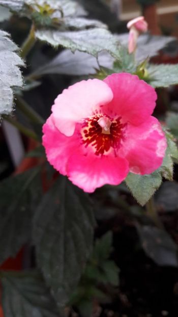 Floricica zilei Rozi Roza - 09 Achimenes 2018