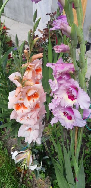  - Colectia de galdiole 2018