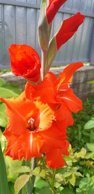  - Colectia de galdiole 2018