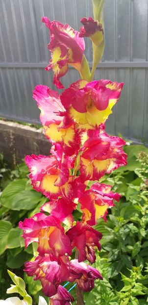  - Colectia de galdiole 2018