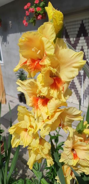  - Colectia de galdiole 2018