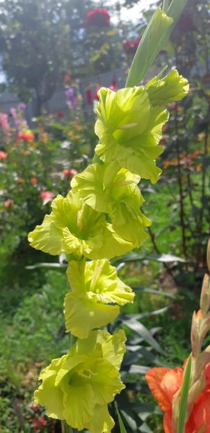  - Colectia de galdiole 2018