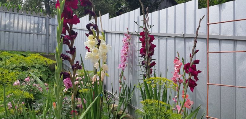  - Colectia de galdiole 2018