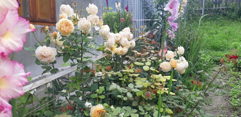  - Crown Princess Margaret