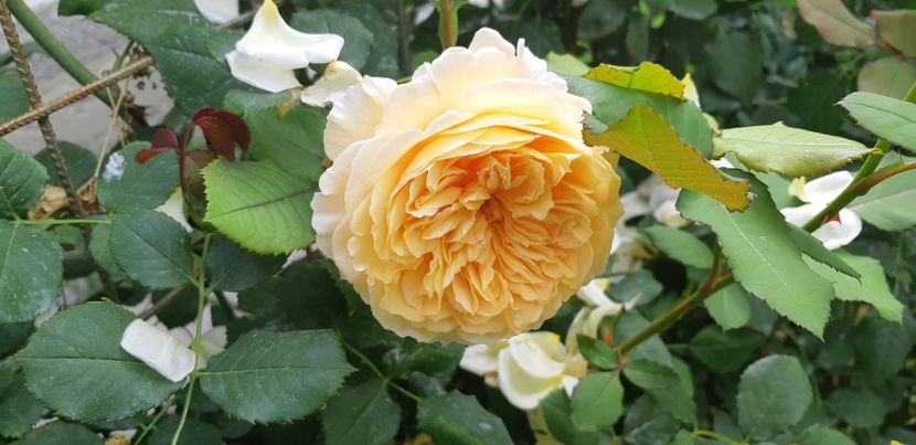  - Crown Princess Margaret