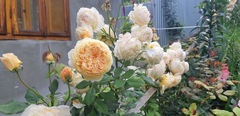  - Crown Princess Margaret