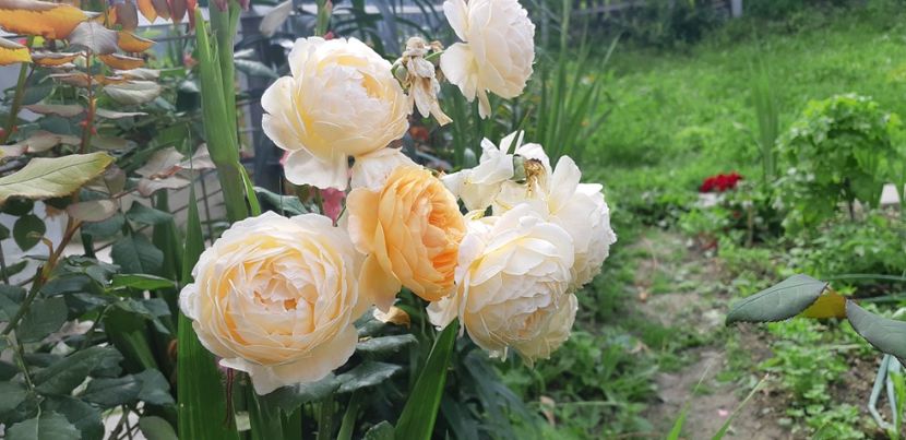  - Crown Princess Margaret