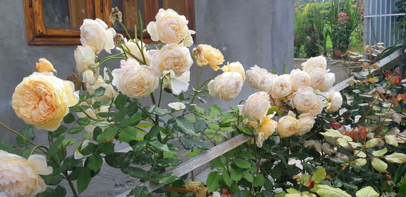  - Crown Princess Margaret