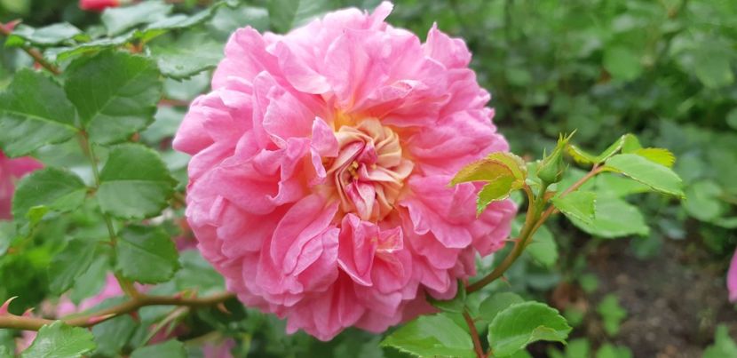  - Christopher Marlowe