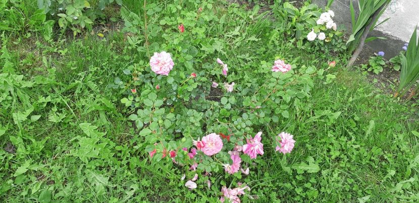  - Christopher Marlowe