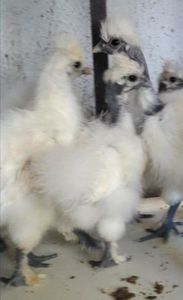 222485246_2_644x461_gaini-de-matase-japoneza-fotografii - matase japoneza