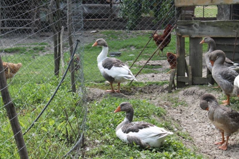  - tineret gaste de pomerania si landes