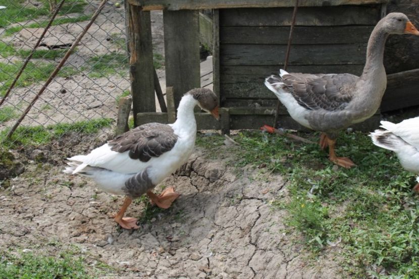  - tineret gaste de pomerania si landes