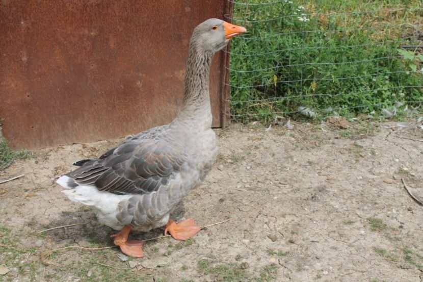  - tineret gaste de pomerania si landes