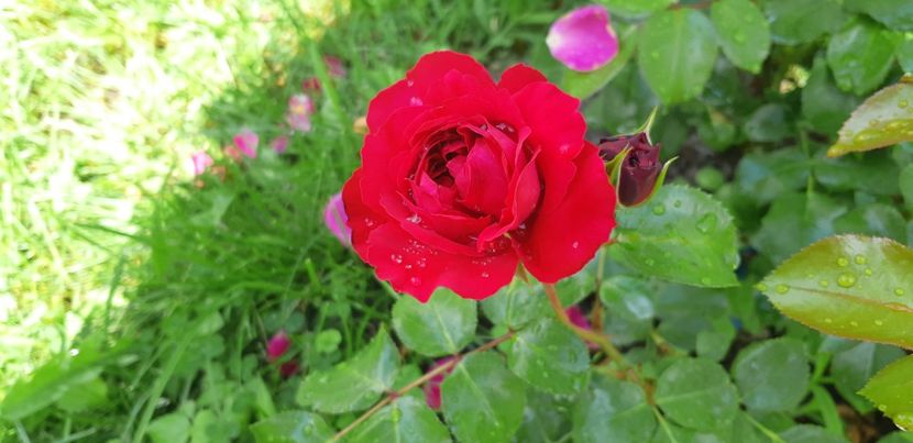  - Red Leonardo da Vinci