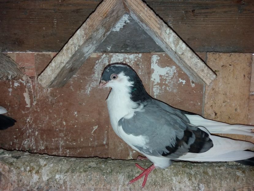 7075  mascul  2018 - Plecați ALBUM 2