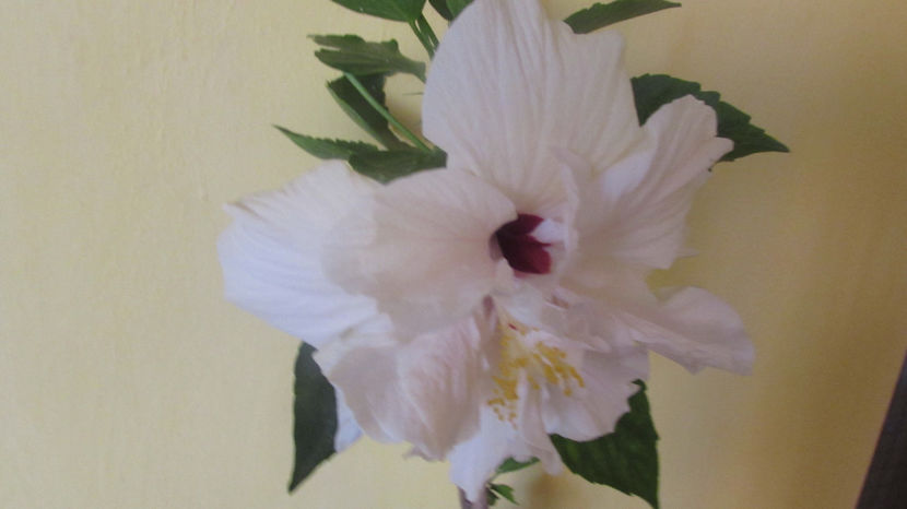  - Hibiscus 2018