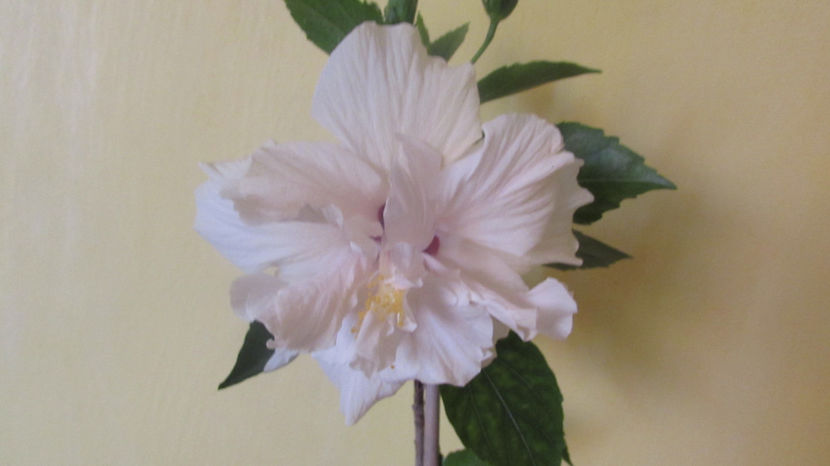  - Hibiscus 2018