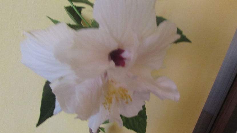 Clasic White - Hibiscus 2018
