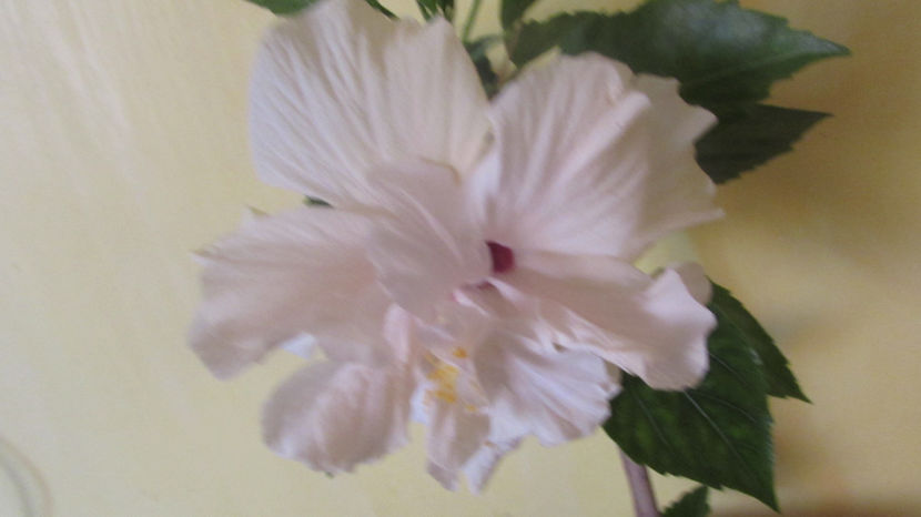  - Hibiscus 2018