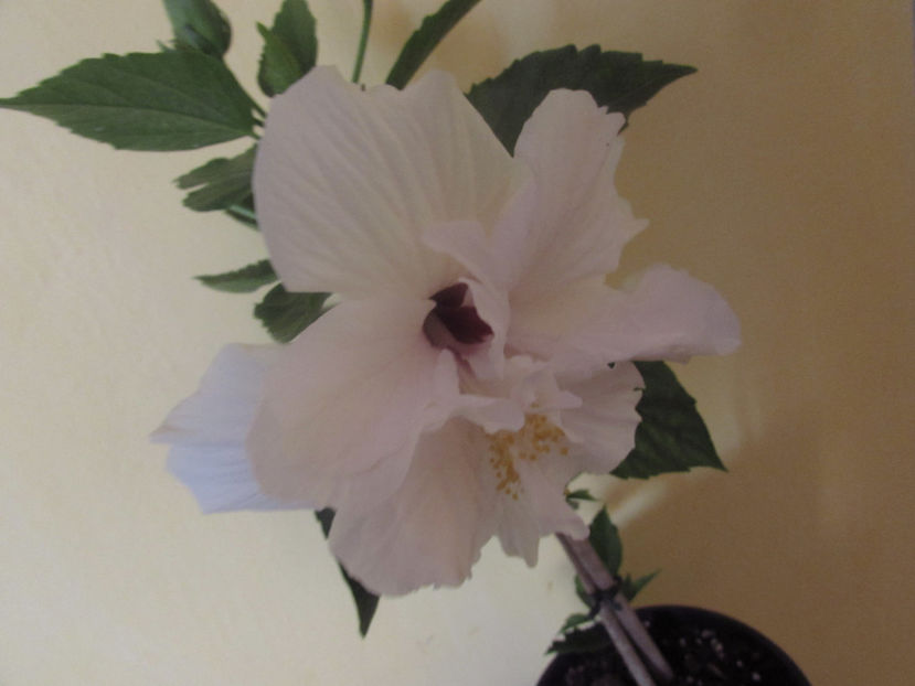  - Hibiscus 2018