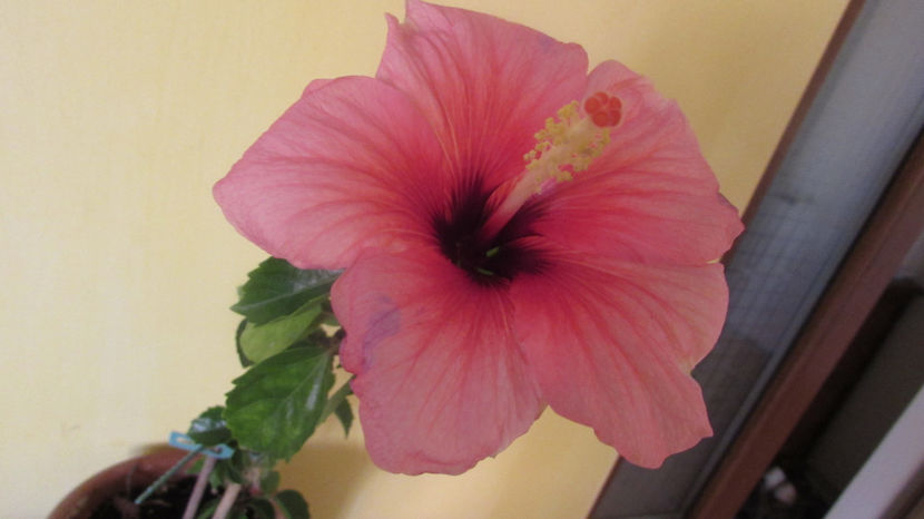 Pink Dreams - Hibiscus 2018