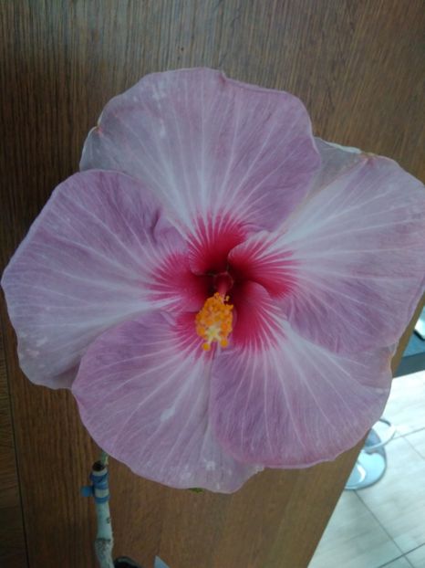 Tahitian Purple Gem - HIBISCUS TROPICAL