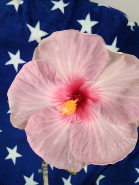  - HIBISCUS TROPICAL