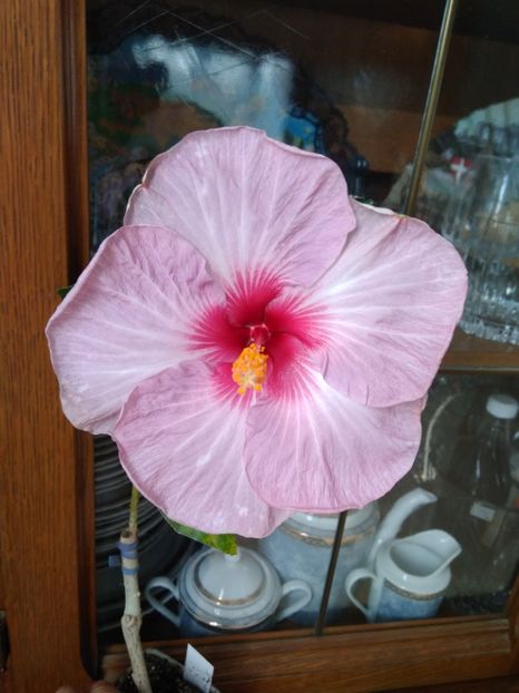  - HIBISCUS TROPICAL