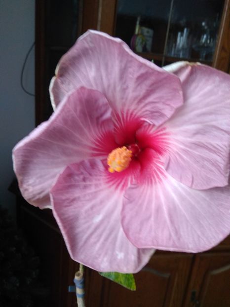  - HIBISCUS TROPICAL