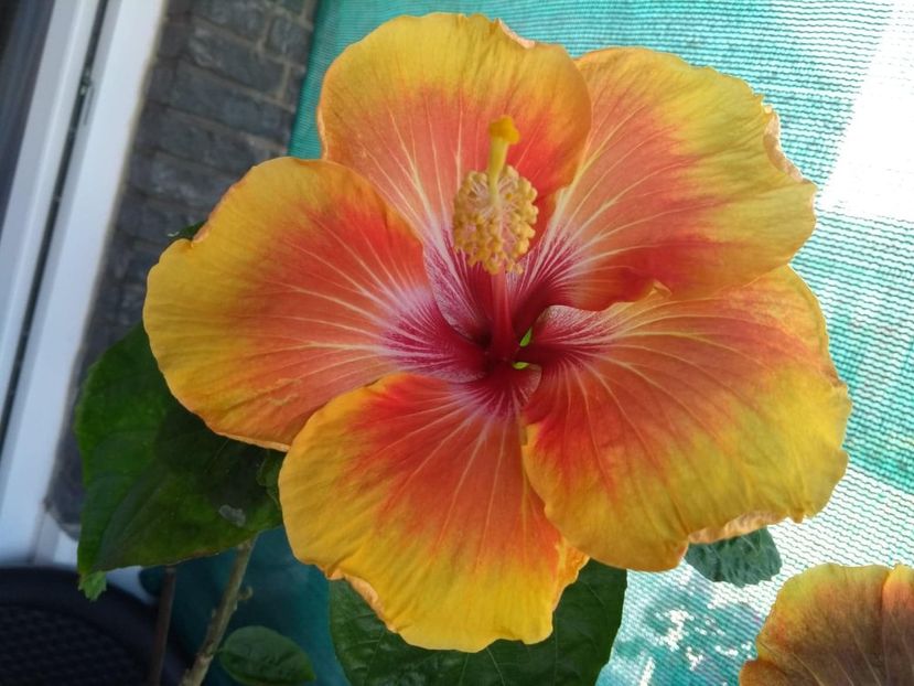  - Tahitian Arcturus Queen