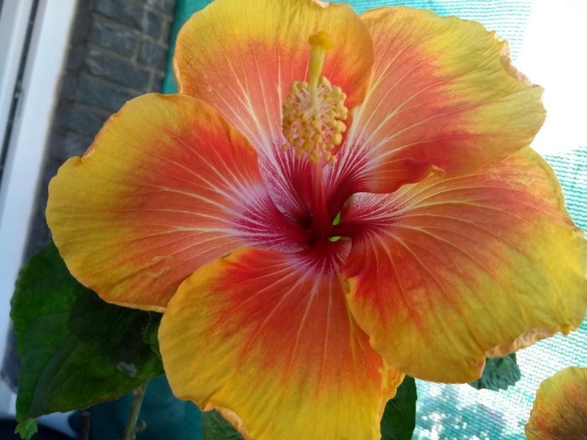  - Tahitian Arcturus Queen